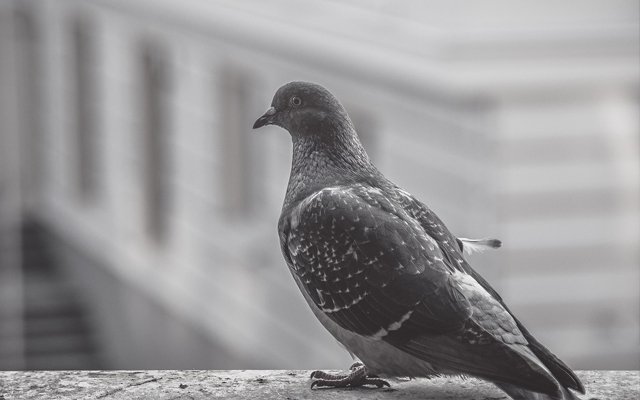 До чого стукає голуб у вікно: Значення прикмети
