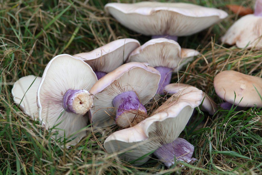 Як маринувати гриби сині ніжки: рецепт на зиму, як замаринувати в домашніх умовах, фото