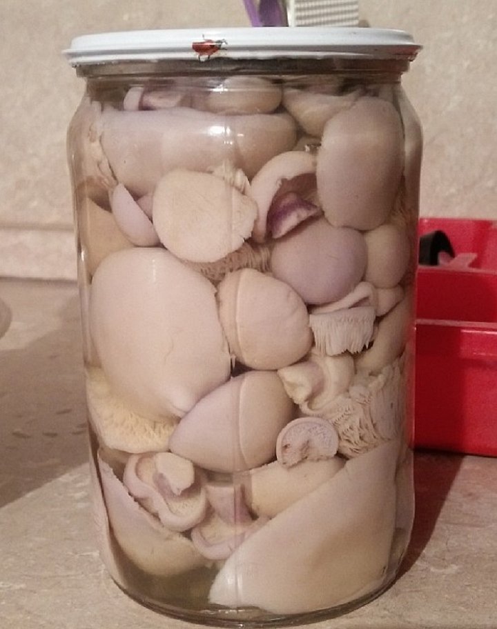 Як маринувати гриби сині ніжки: рецепт на зиму, як замаринувати в домашніх умовах, фото