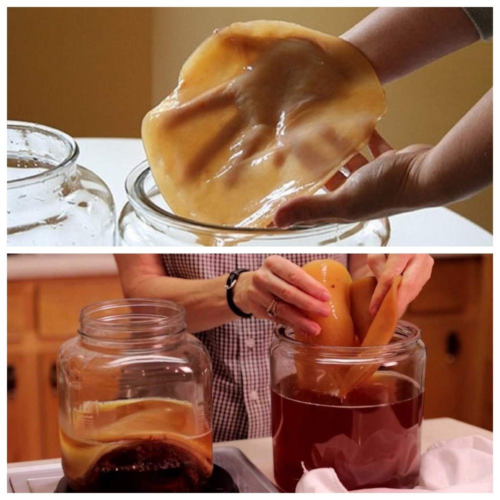 Як виростити чайний гриб з нуля: покроково в домашніх умовах, самому будинку, відео та фото