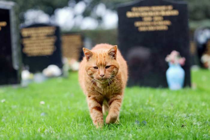 Кішка на кладовищі: що значить прикмета, до чого зустріти чорного кота