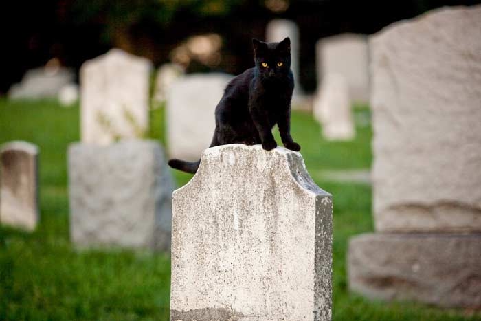 Кішка на кладовищі: що значить прикмета, до чого зустріти чорного кота