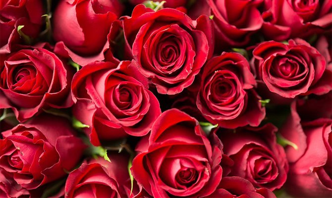 Червоні троянди: До чого дарують і їх значення