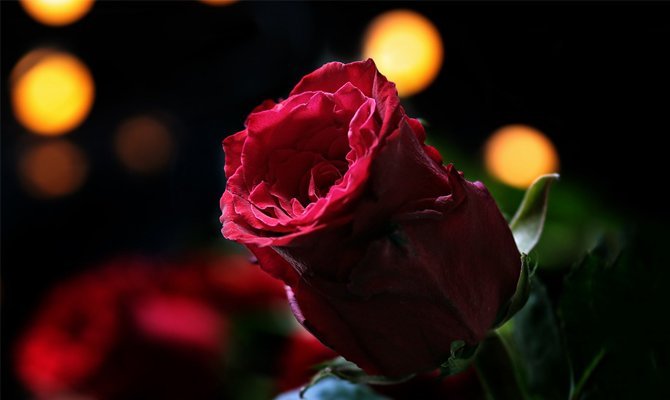 Червоні троянди: До чого дарують і їх значення