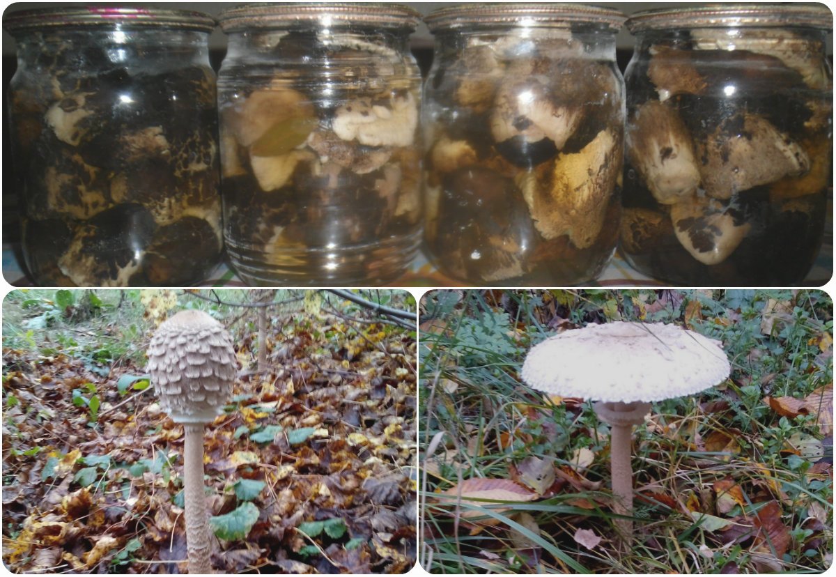 Мариновані парасольки: чи можна їсти гриби, рецепти на зиму без стерилізації