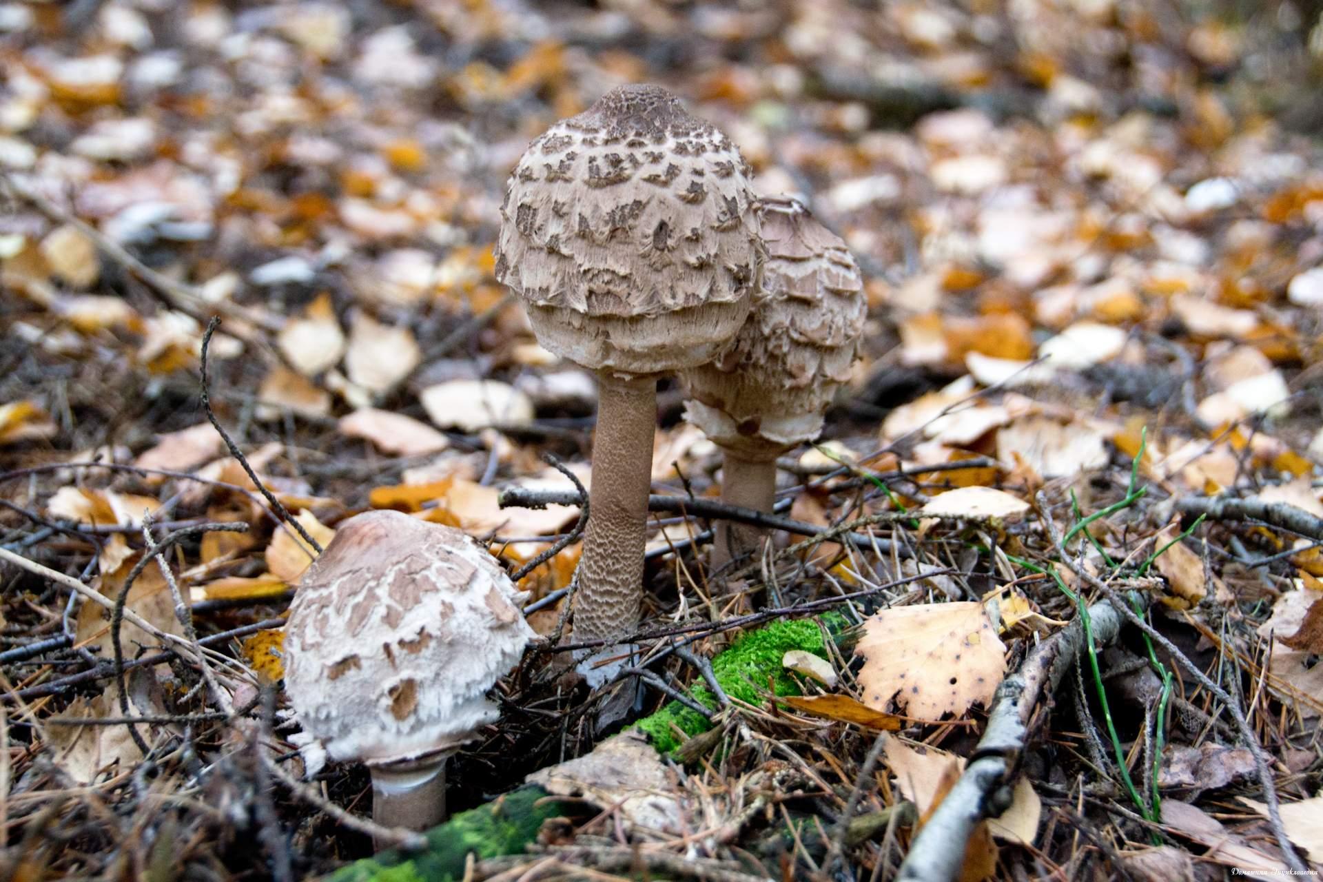 Мариновані парасольки: чи можна їсти гриби, рецепти на зиму без стерилізації