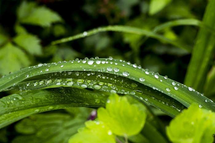 Народні прикмети про погоду по рослинах: як передбачити на основі спостережень