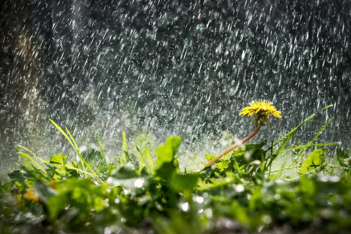 Народні прикмети про погоду по рослинах: як передбачити на основі спостережень