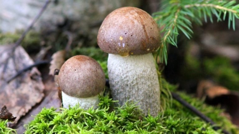 Назви грибів з картинками: їстівні, неїстівні, фото