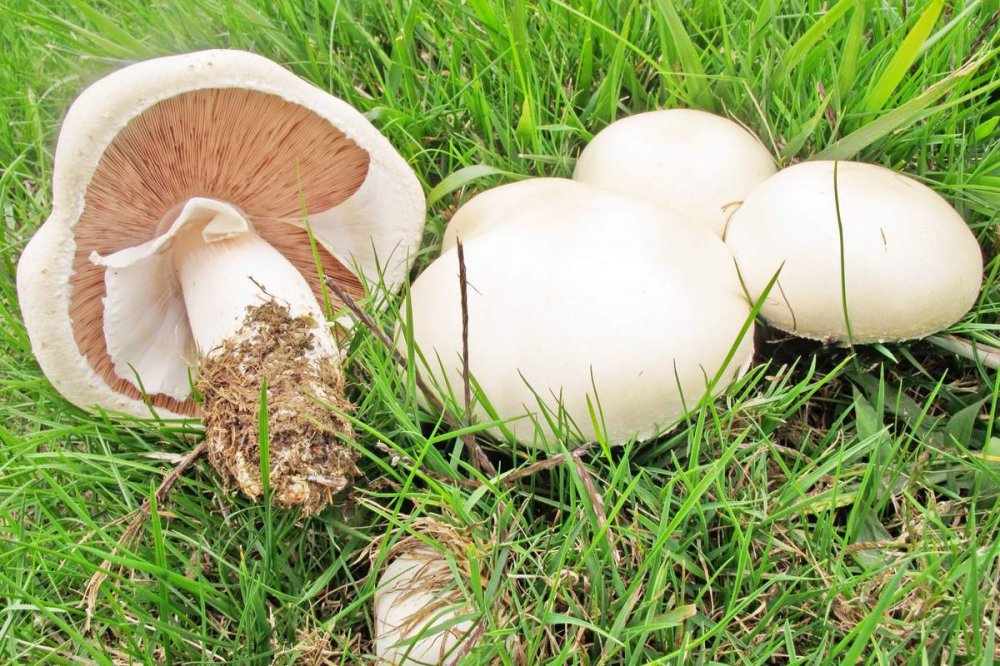 Назви грибів з картинками: їстівні, неїстівні, фото