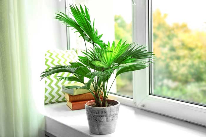 Пальма у будинку   добре чи погано: прикмети і забобони, можна тримати у квартирі фінікову пальму