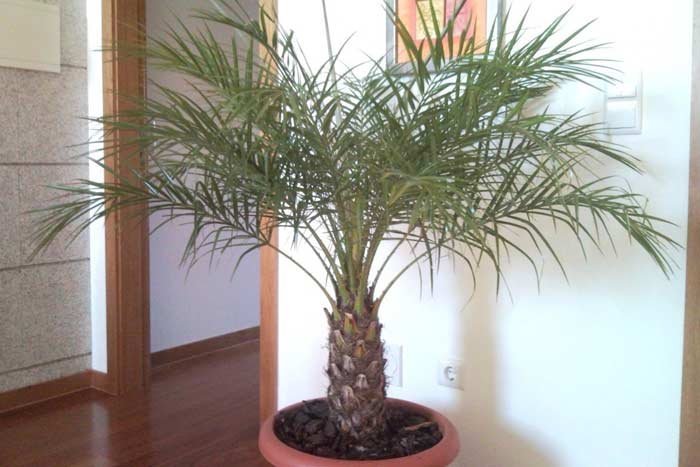 Пальма у будинку   добре чи погано: прикмети і забобони, можна тримати у квартирі фінікову пальму