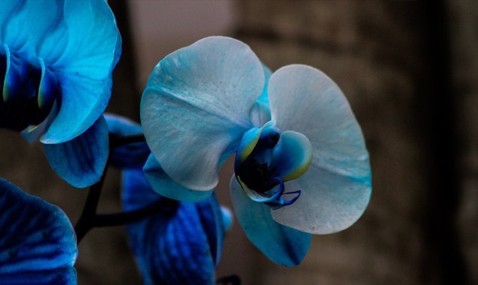 Чому не можна тримати вдома Орхідеї: Народні Прикмети і Забобони