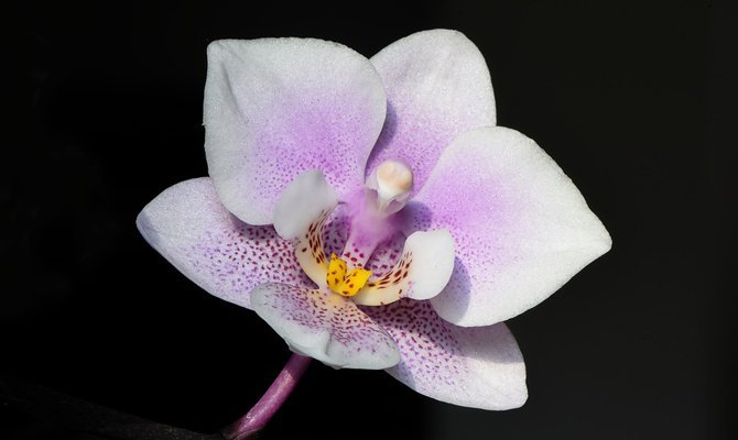 Чому не можна тримати вдома Орхідеї: Народні Прикмети і Забобони