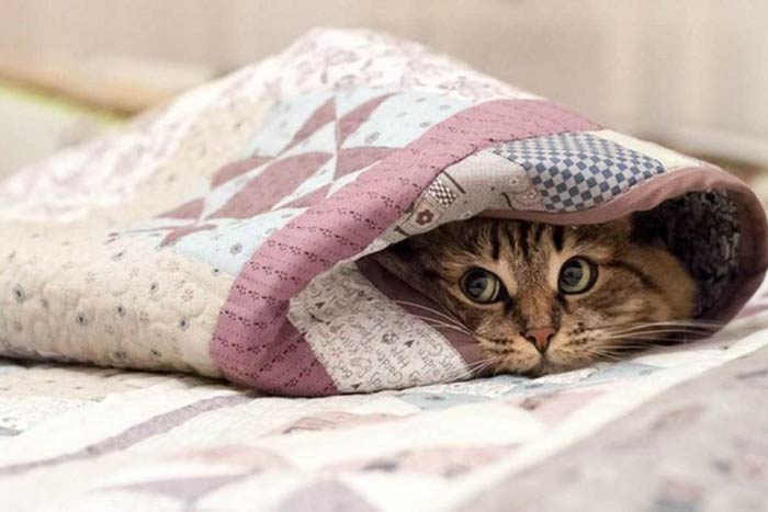 Прикмета: кіт напаскудив на ліжко або на порозі, хоча привчений до лотка