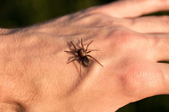 Прикмета: павук повзе по людині на руці, в голові, по тілу, що означає побачити на собі