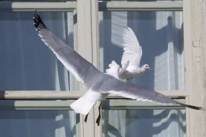 Прикмета голуб вдарився у вікно і полетів, бється, врізався: до чого це