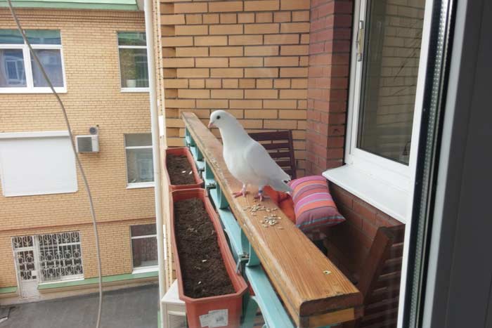 Прикмета голуб залетів на балкон: до чого напаскудила білий птах, що це означає