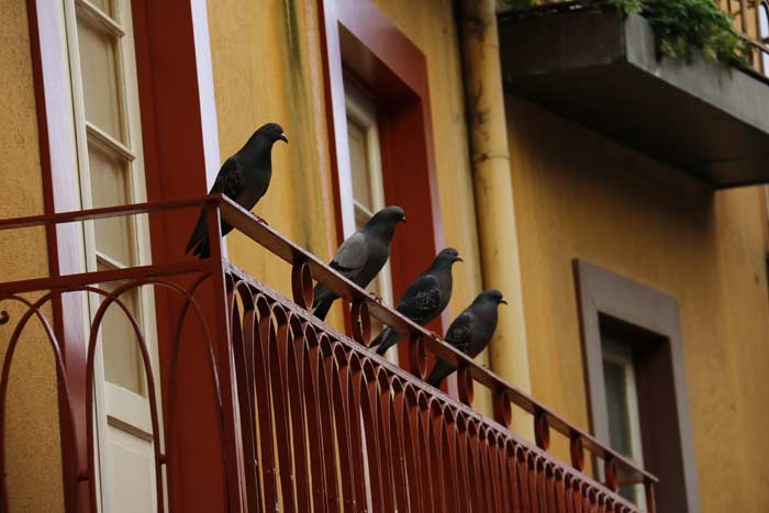Прикмета голуб залетів на балкон: до чого напаскудила білий птах, що це означає