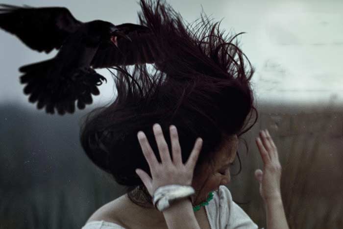 Прикмета ворона сіла на голову чи торкнулася: до чого зачепила або пролетіла над головою