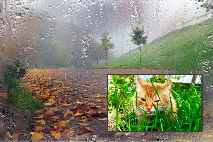 Прикмети про погоду за поведінкою тварин: як передбачити