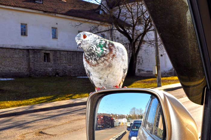 Прикмети про голубів: до чого прилітають у двір, сіли на машину, нагадили на голову, збити птицю, побачити поранену, зграю