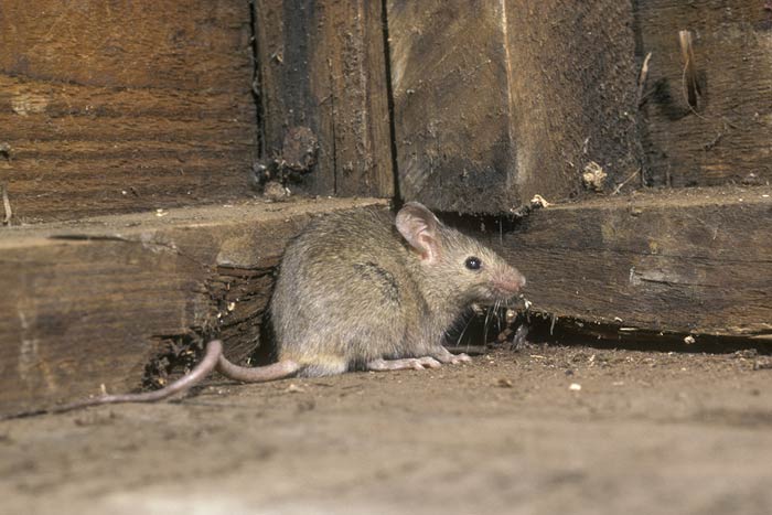 Прикмети про мишей: до чого зявляються в будинку, перебігла дорогу