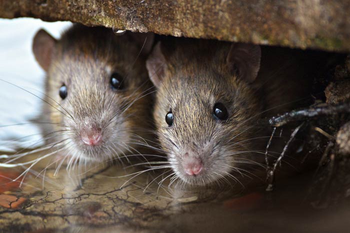 Прикмети про мишей: до чого зявляються в будинку, перебігла дорогу