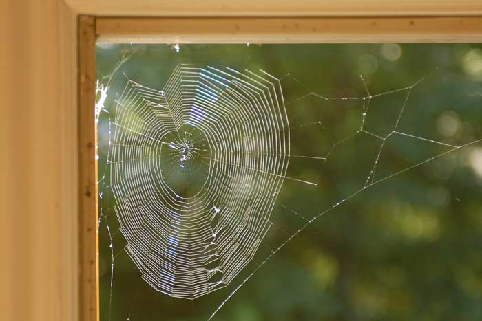 Прикмети про павуків: до чого побачити в будинку ввечері — добре це чи погано