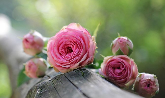 Рожеві троянди: До чого дарують і їх значення