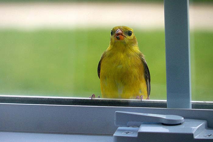 Синичка стукає у вікно: до чого прикмета, що означає, коли бється дзьобом птах