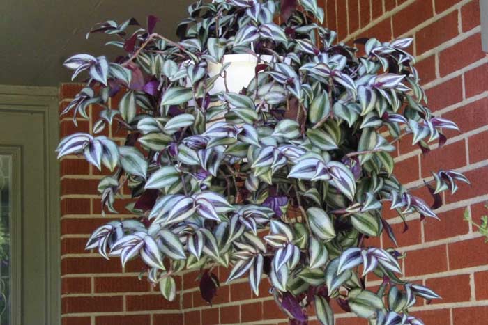 Традесканція: прикмети і забобони, можна тримати квітка (фіолетовий) будинку по феншуй
