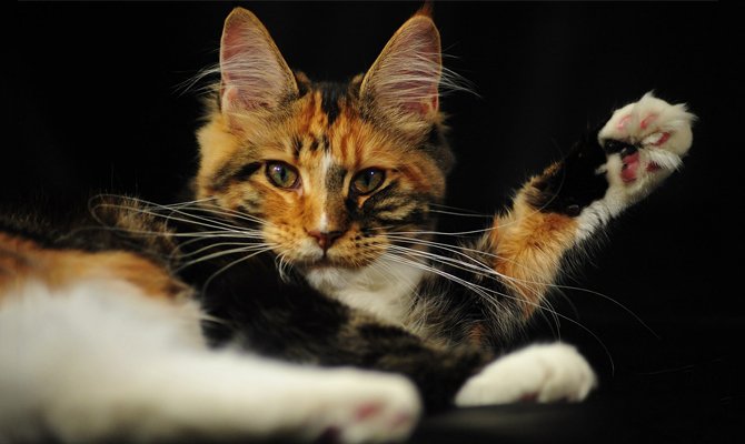 Триколірна кішка в домі: Прикмети і забобони