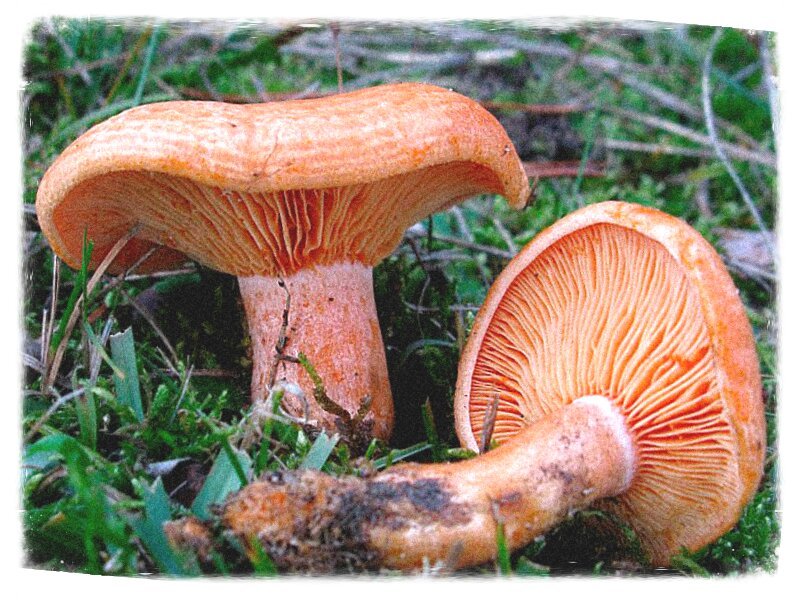 Заготовляємо гриби: рижики сухого засолу – потрібні тільки гриби і сіль!