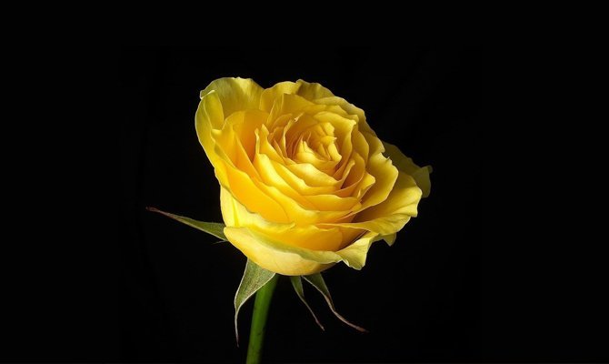 Жовті троянди: До чого дарують і їх значення