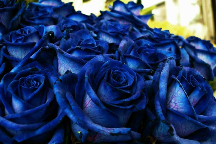 Значення синіх троянд: до чого їх дарують дівчині, що вони символізують