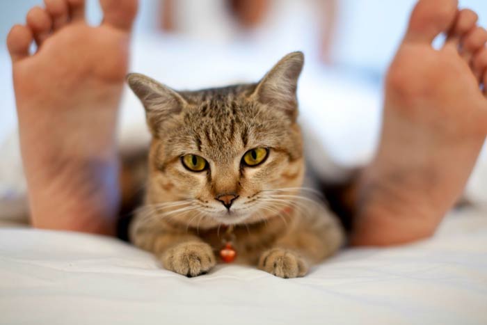 Що означає, якщо кішка спить у вашому ліжку, лягає в ногах, на живіт або на подушку біля голови