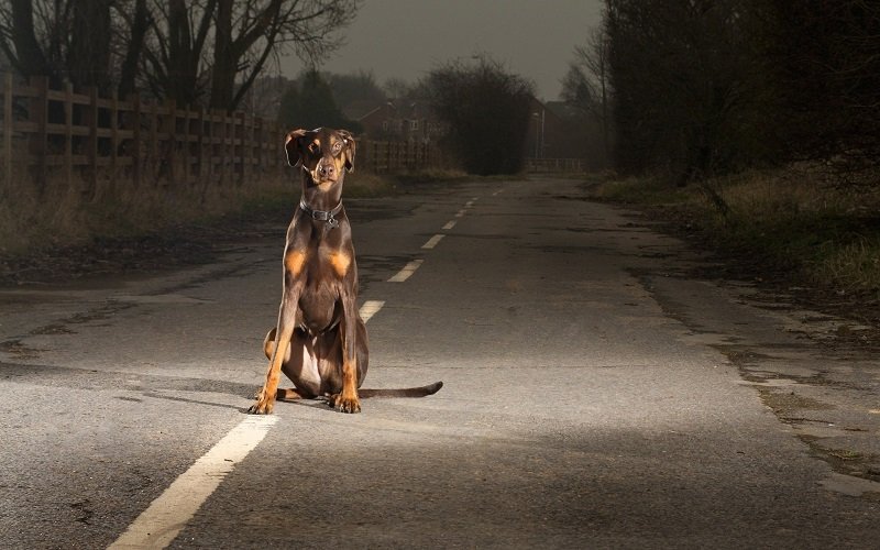 Збити собаку на машині: Прикмети і Що робити