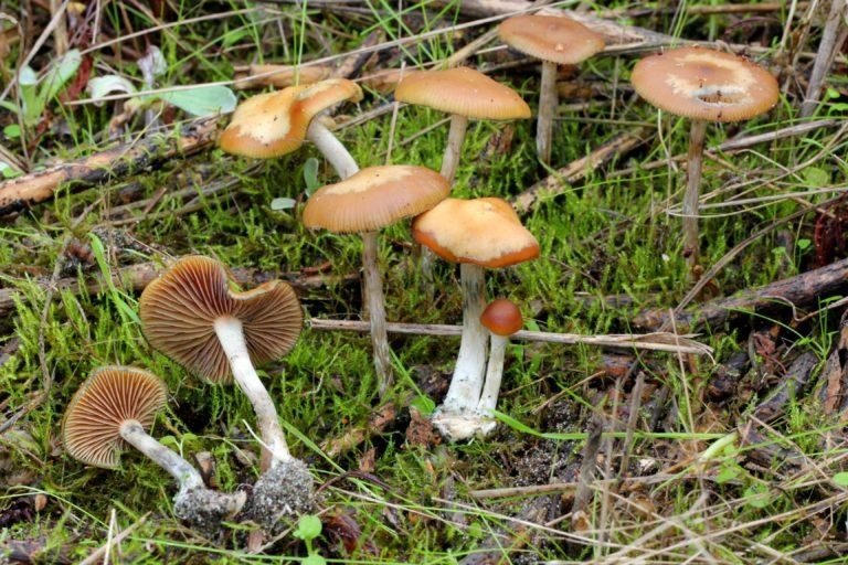 Псилоцибіновий гриб – небезпечний наркотик або добрий друг?