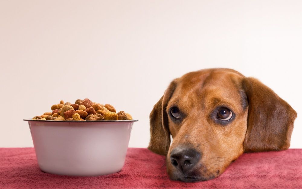Який корм підходить для собак малих порід?