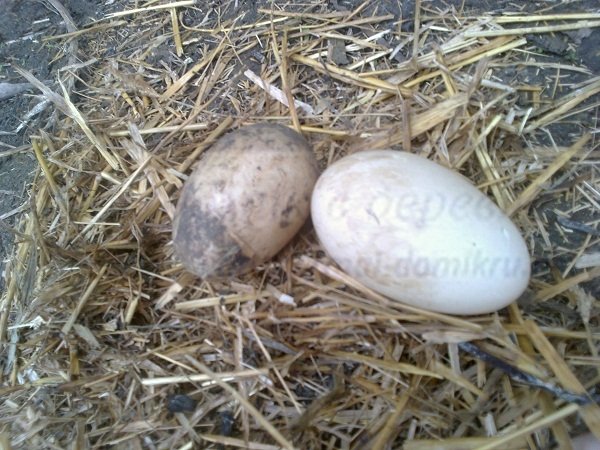 На скольких яйцах сидит индоутка. Яйцо индоутки. Первое яйцо индоутки. Инкубационное яйцо индоутки. Как выглядит яйцо индоутки.
