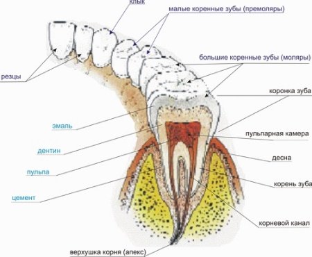 Будова зубів людини