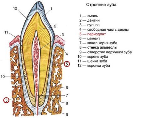 Будова зубів людини