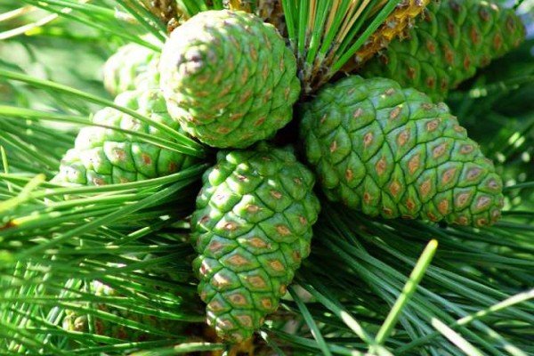 Лікування сосновими шишками Лікування сосновими шишками