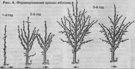 Обрізка садових дерев на прикладі яблуні