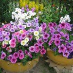 Дачна ділянка: 33 красивих квітника на дачі