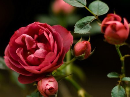 Догляд за трояндами навесні   як доглядати за трояндами
