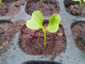Капуста білокачанна — вирощування та догляд