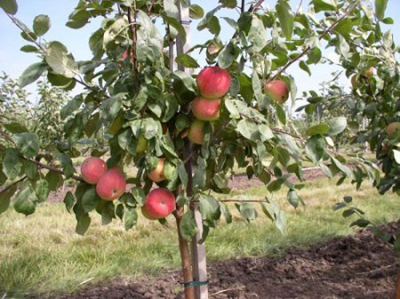 Догляд за яблунями   як доглядати за яблунею навесні