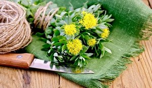 Унікальна рослина червона щітка – що лікує і як застосовувати?